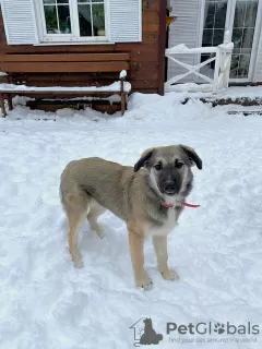 Photo №4. Je vais vendre chien bâtard en ville de Pushkino. annonce privée - prix - Gratuit