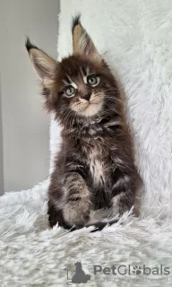 Photo №1. maine coon - à vendre en ville de Антверпен | 200€ | Annonce № 125212