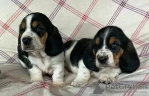 Photo №4. Je vais vendre basset hound en ville de Rosenheim.  - prix - 500€