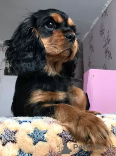 Photo №1. cavalier king charles spaniel - à vendre en ville de Kalouga | 1232€ | Annonce №39196