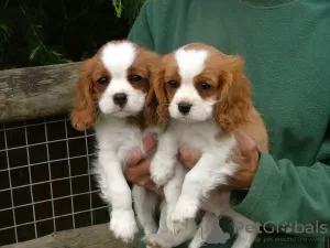 Photo №3. Chiots Cavalier King Charles à vendre. Allemagne