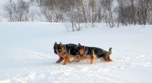 Photos supplémentaires: Superbes chiots du berger allemand, des parents en bonne santé des champions.