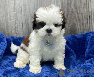 Photo №1. shih tzu - à vendre en ville de Berlin | Gratuit | Annonce №125079