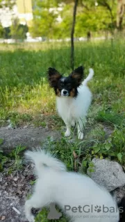 Photo №3. Chiot Papillon. FCI. Canada