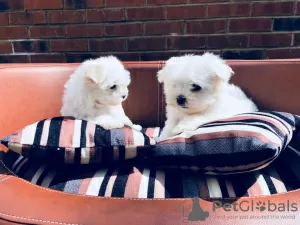 Photo №1. bichon maltais - à vendre en ville de Брисбен | Gratuit | Annonce №92427