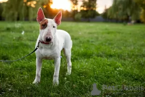 Photos supplémentaires: Vente de chiots bull terrier standard