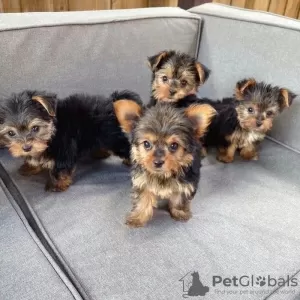 Photo №1. yorkshire terrier - à vendre en ville de Andermatt | Gratuit | Annonce №130470