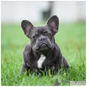 Photo №1. bouledogue - à vendre en ville de Москва | 1141€ | Annonce №11920