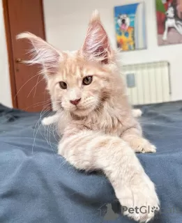 Photo №1. maine coon - à vendre en ville de Berlin | 500€ | Annonce № 105630