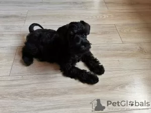 Photo №2 de l'annonce № 31249 de la vente schnauzer miniature - acheter à Pologne annonce privée