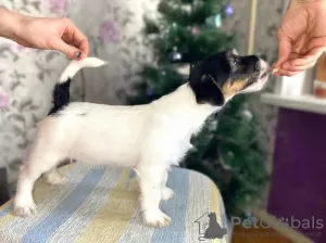 Photo №1. jack russell terrier - à vendre en ville de Izhevsk | 274€ | Annonce №8242