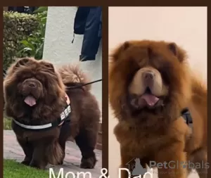 Photos supplémentaires: Chow-Chow, chocolat au lait de qualité supérieure