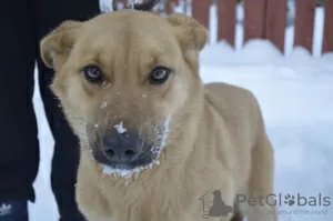 Photo №1. chien bâtard - à vendre en ville de Краснокамск | Gratuit | Annonce №9006