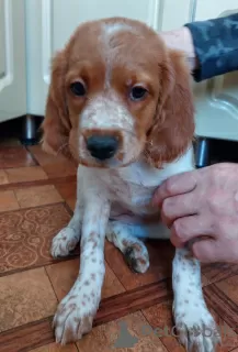 Photos supplémentaires: chiots épagneul breton