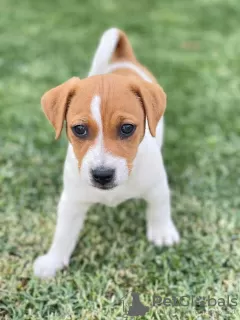 Photo №1. jack russell terrier - à vendre en ville de Saint-Pétersbourg | 400€ | Annonce №101144