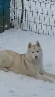 Photo №1. husky de sibérie - à vendre en ville de Meshchovsk | 286€ | Annonce №1931