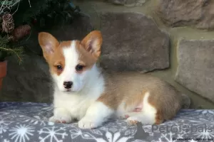 Photo №4. Je vais vendre welsh corgi en ville de Hersonissos.  - prix - 390€