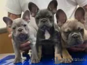 Photo №1. bouledogue - à vendre en ville de Eagle Pass | 531€ | Annonce №128195