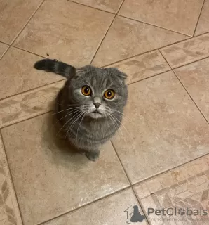 Photo №1. scottish fold - à vendre en ville de Zhodino | 83€ | Annonce № 10945