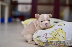 Photos supplémentaires: Bouledogue Français Grosse Corde