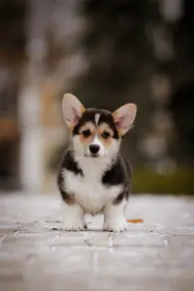 Photos supplémentaires: Chic Welsh Corgi Pembroke Chiots