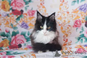 Photo №1. maine coon - à vendre en ville de Ryazan | 281€ | Annonce № 7057