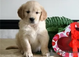 Photo №1. golden retriever - à vendre en ville de Genève | 250€ | Annonce №129303