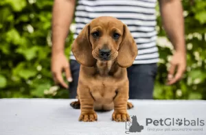 Photos supplémentaires: Chiots teckels standards