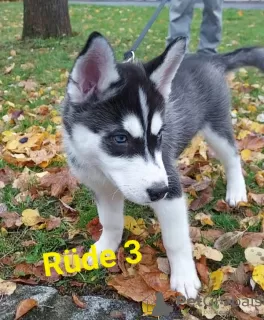 Photo №4. Je vais vendre husky de sibérie en ville de Würzburg.  - prix - 1000€