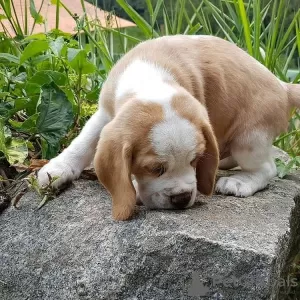 Photo №1. beagle - à vendre en ville de Bonn | 478€ | Annonce №128465