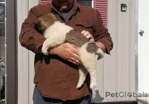 Photo №3. Beaux chiots Akita (femelle et mâle) à vendre. Allemagne