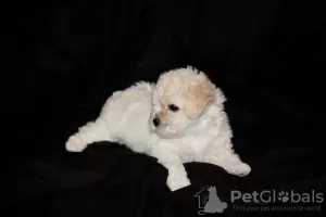 Photos supplémentaires: Chiots bichon frisé à vendre