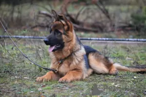 Photo №2 de l'annonce № 6495 de la vente berger allemand - acheter à Ukraine de la fourrière, éleveur