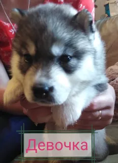 Photo №4. Je vais vendre husky de sibérie en ville de Svetlogorsk. annonce privée - prix - 110€