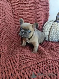 Photo №1. bouledogue - à vendre en ville de Dubai | négocié | Annonce №17833