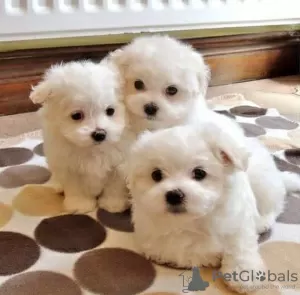 Photo №4. Je vais vendre bichon maltais en ville de Франкфурт-на-Майне. éleveur - prix - négocié