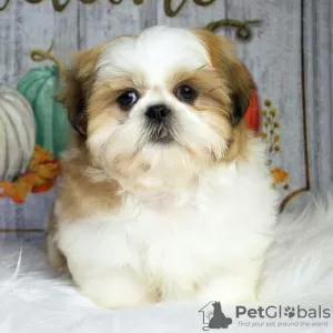 Photo №1. shih tzu - à vendre en ville de Berchtesgaden | négocié | Annonce №99459