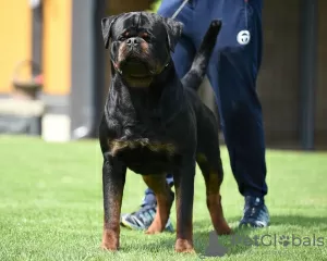 Photos supplémentaires: Chiots Rottweiler, portée supérieure