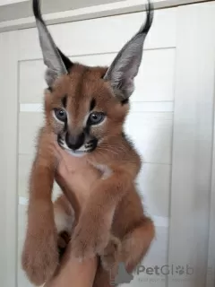 Photos supplémentaires: chatons caracal et caracat disponibles