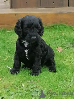 Photo №2 de l'annonce № 9987 de la vente chien bâtard - acheter à Fédération de Russie 