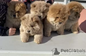 Photos supplémentaires: Chiots Chow-Chow