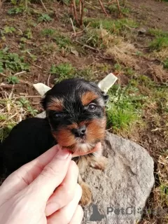 Photos supplémentaires: Chiots disponibles à la réservation