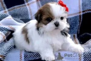 Photo №1. shih tzu - à vendre en ville de Онфлёр | 500€ | Annonce №31690