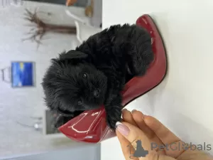 Photo №1. affenpinscher - à vendre en ville de Dnipro | 2000€ | Annonce №92653