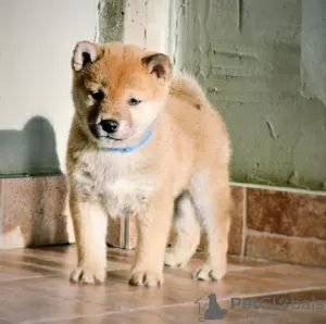 Photo №3. Chiots Shiba Inu. Serbie