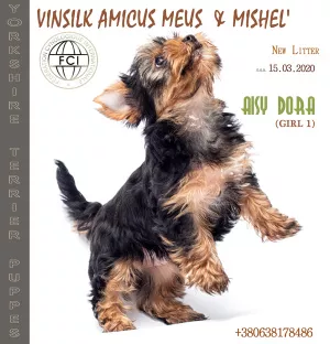 Photo №3. chiot yorkshire terrier fille standard KSU. Ukraine