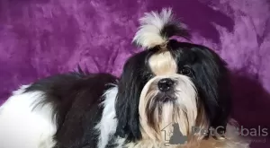 Photo №2 de l'annonce № 17830 de la vente shih tzu - acheter à Ukraine éleveur