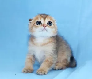 Photo №2 de l'annonce № 6962 de la vente scottish fold - acheter à Fédération de Russie de la fourrière