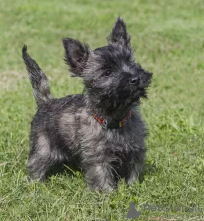 Photo №1. cairn terrier - à vendre en ville de Stockholm | négocié | Annonce №113211