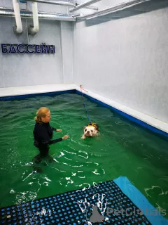 Photos supplémentaires: Piscine pour chiens